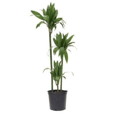 Dracaena Carmen Art Cane 3-2-1