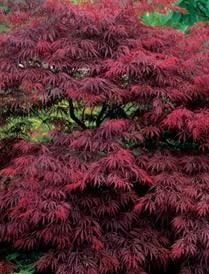 Garnet Japanese Maple - image 2