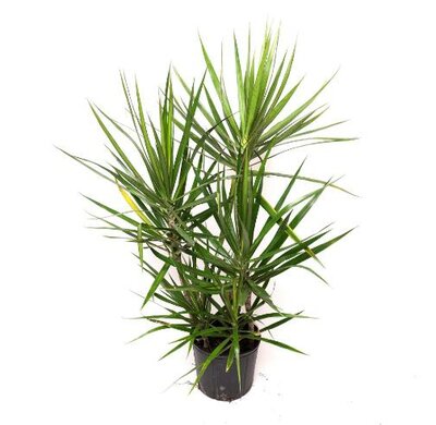 Dracaena Green Jewel Cane 3-2-1