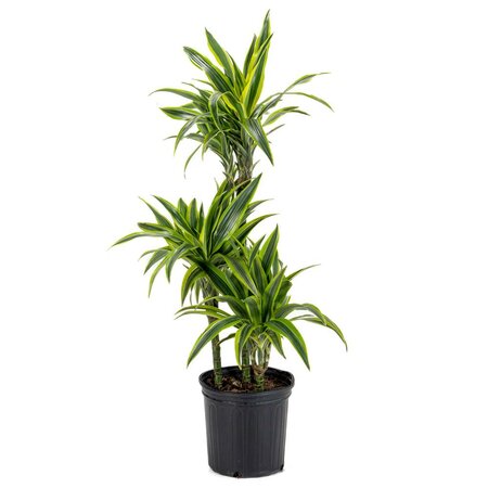 Dracaena Goldstar 4-3-2-1 Cane