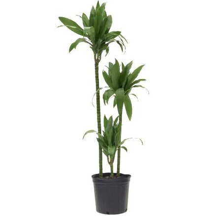 Dracaena Janet Craig Cane 4-3-2-1