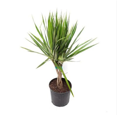 Dracaena Marginata Braid