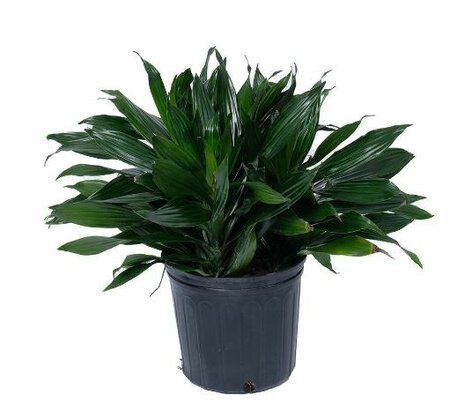 Dracaena Dragon Green Jewel