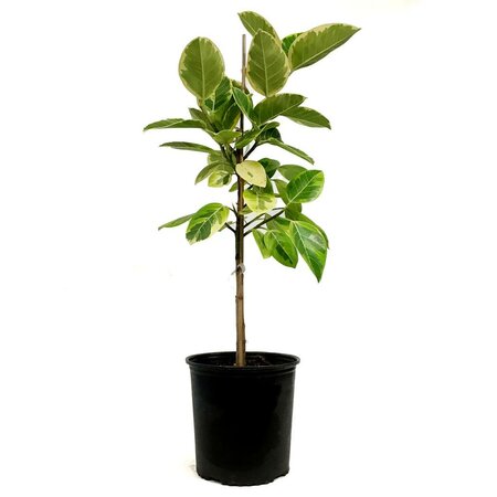 Ficus Altissima Yellow Gem' Standard