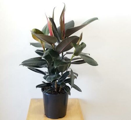 Rubber Plant Burgandy Standard