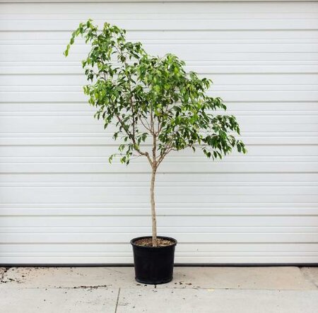 Weeping Fig Ficus Benjamina Standar