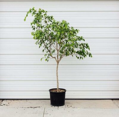 Weeping Fig Ficus Benjamina Standar