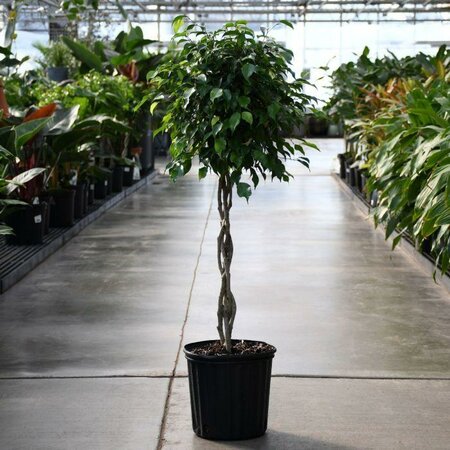 Weeping Fig Ficus Benjamina Braid