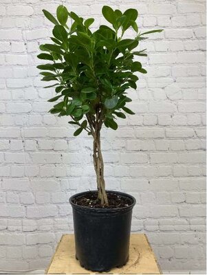 Ficus Moclame Braid