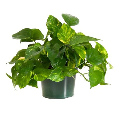 Pothos Golden HB