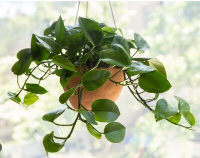 Pothos Jade HB