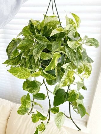 Pothos Marble Queen HB