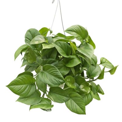 Pothos Jade