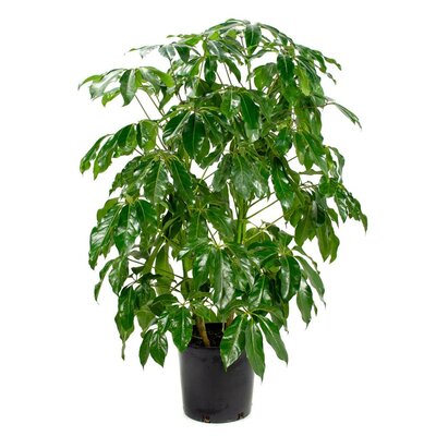 Schefflera Amante