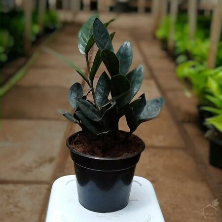 Black ZZ Plant - image 1