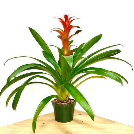 Bromeliad