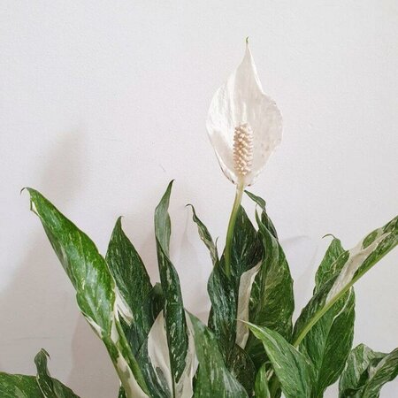 Peace Lily