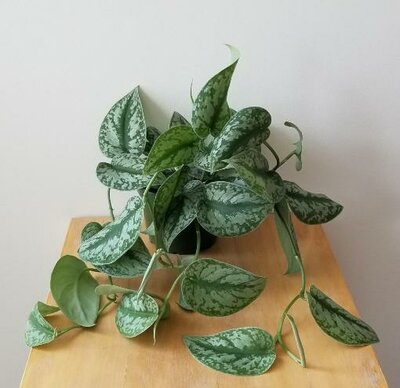 Pothos Satin HB