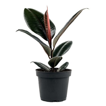 Rubber Plant Burgandy