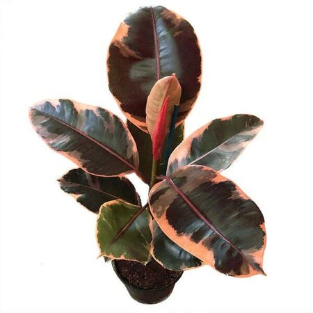 Rubber Plant Ruby