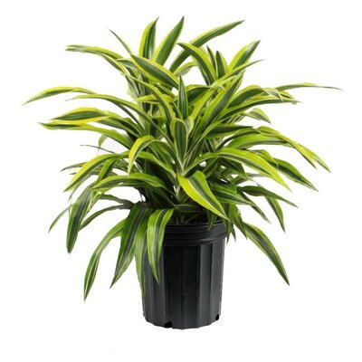 Dracaena Warneckii