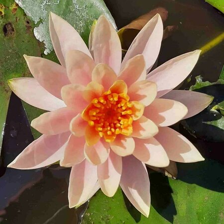 Colorado Hardy Water Lily