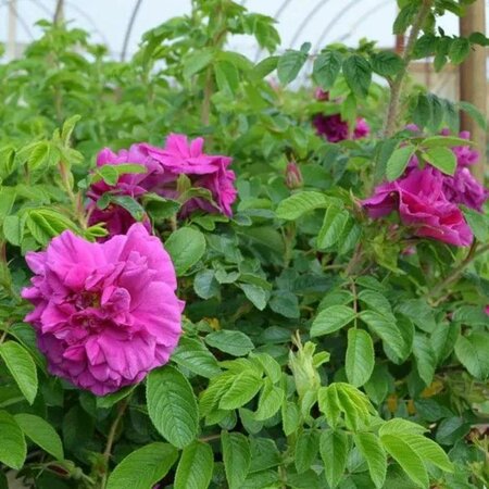 Hansa Rugosa Rose