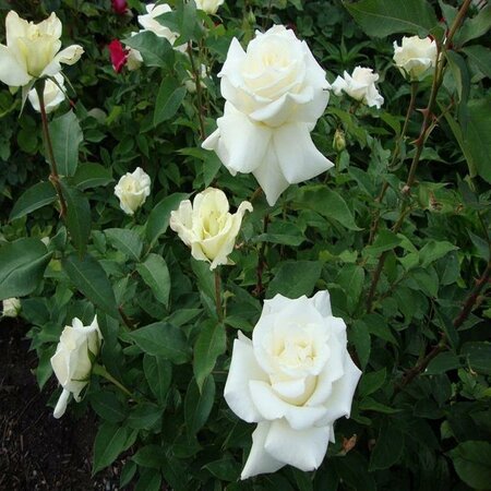 John F. Kennedy Hybrid Tea Rose