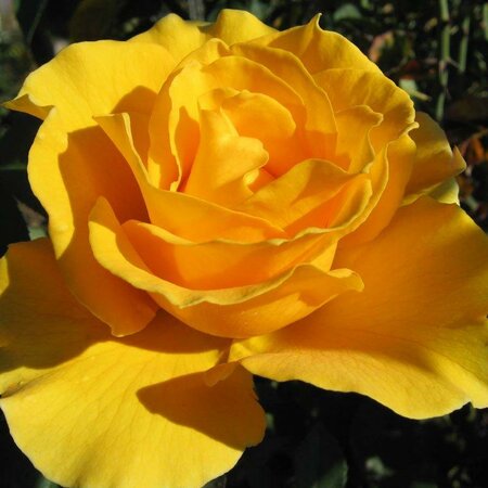 Midas Touch Hybrid Tea Rose