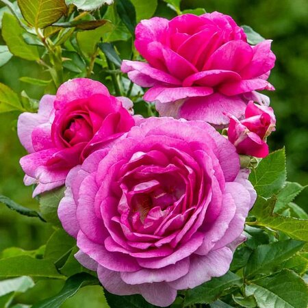 Perfume Factory Rose