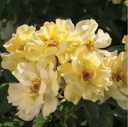 Drift Lemon Groundcover Rose