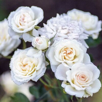 Drift White Groundcover Rose