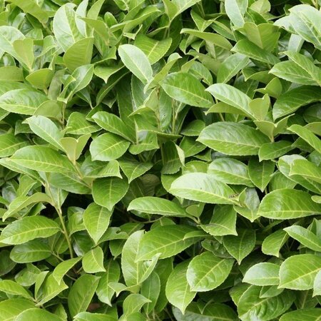 English Laurel