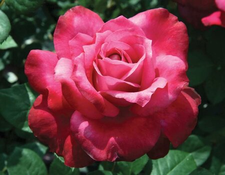 Girls' Night Out Hybrid Tea Rose