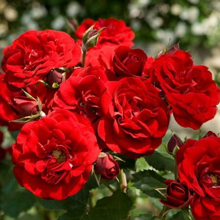 Europeana Floribunda Rose