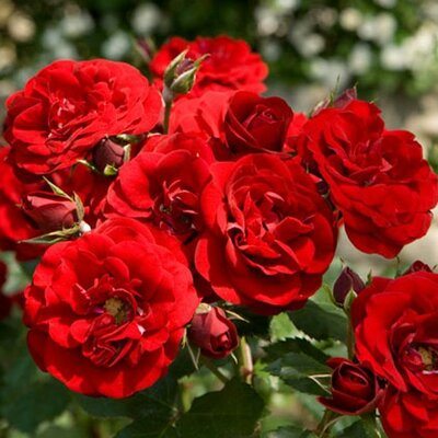 Europeana Floribunda Rose