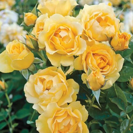 Julia Child Floribunda Rose Tree