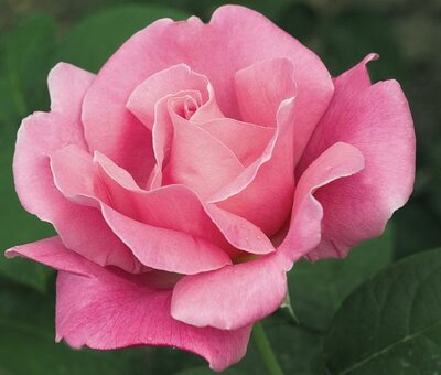 Perfume Delight Tree Rose