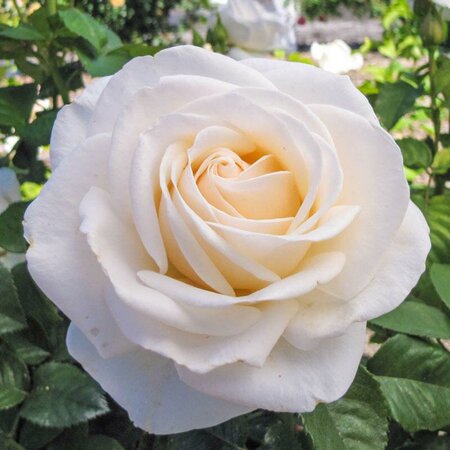 Easy Spirit Floribunda Rose