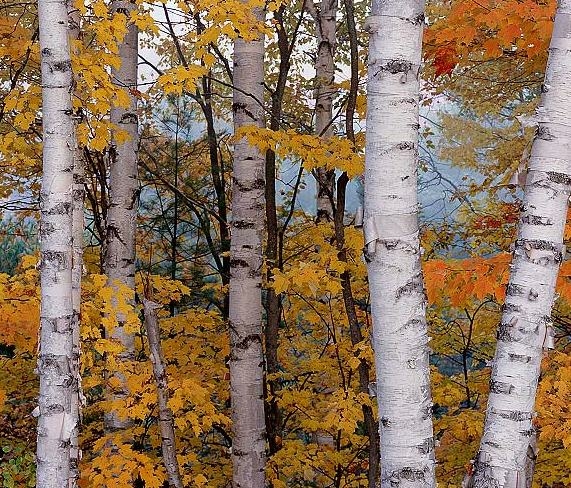 White Paperbark Birch (Jacquemonti) - Triple Tree Nurseryland