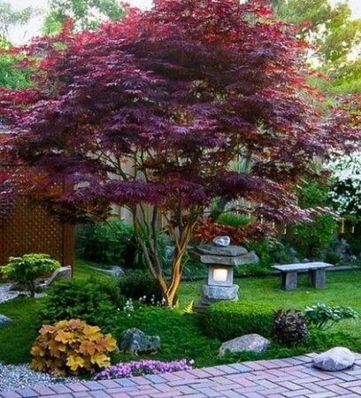 Red Japanese Maple