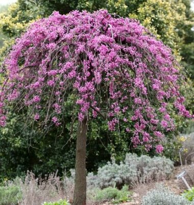 Lavender Twist Weeping Redbud