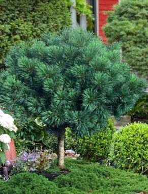 Tree Form Blue Shag White Pine