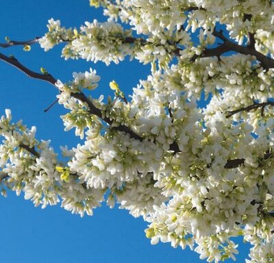 Vanilla Twist Weeping Redbud