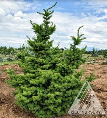 Waggin Tails Douglas Fir 5-6'