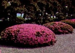 Osakazuki Satsuki Japanese Azalea