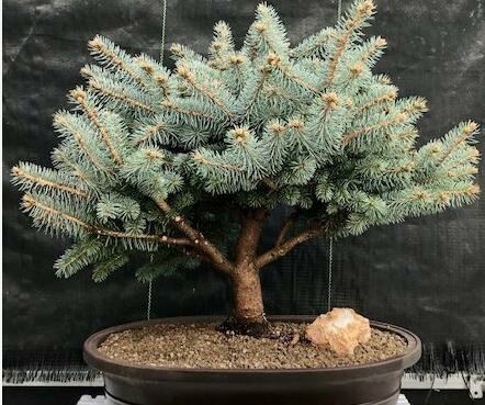 Globe Blue Spruce Bonsai Tree