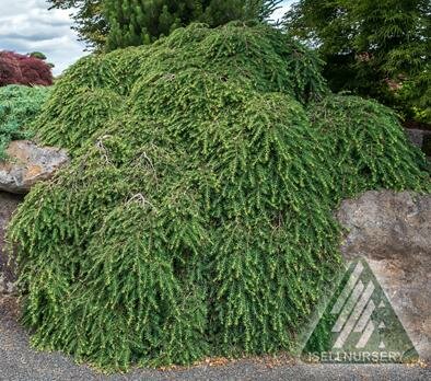 Cole's Prostrate Hemlock