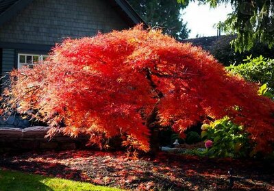 Orangeola Japanese Maple