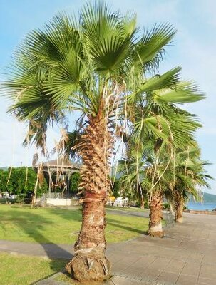 Mexican Fan Palm